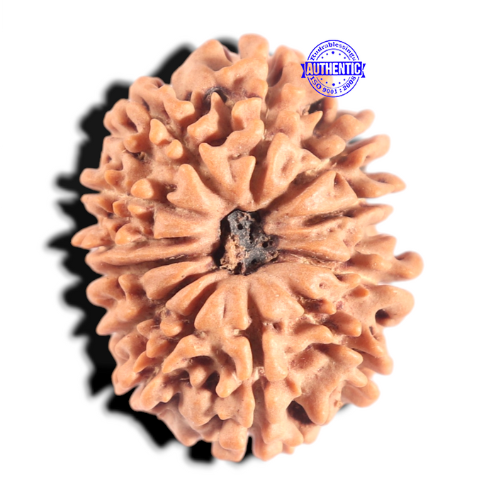 12 Mukhi Nepalese Rudraksha - Bead No 390