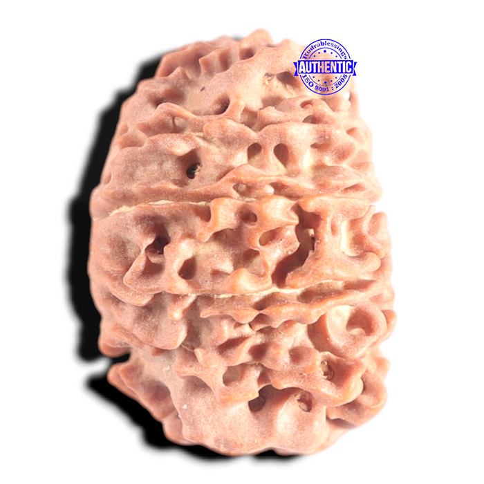 12 Mukhi Nepalese Rudraksha - Bead No 392