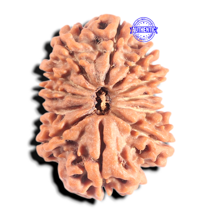 12 Mukhi Nepalese Rudraksha - Bead No 396
