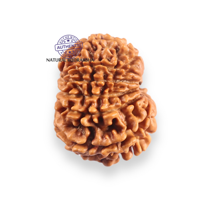 12 Mukhi Nepalese Rudraksha - Bead No 395