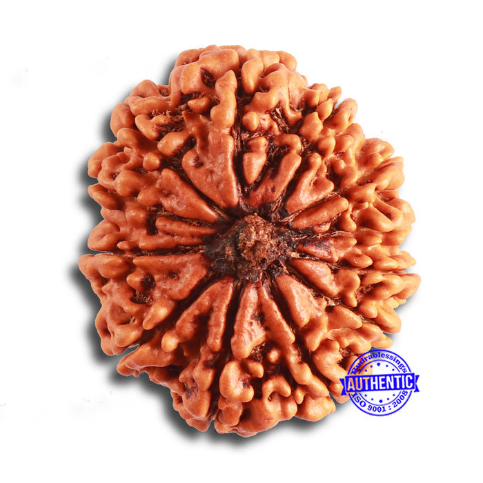 12 Mukhi Nepalese Rudraksha - Bead No. 313