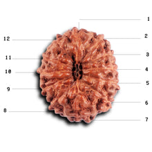 Load image into Gallery viewer, 12 Mukhi Indonesian Rudraksha - Bead No.300
