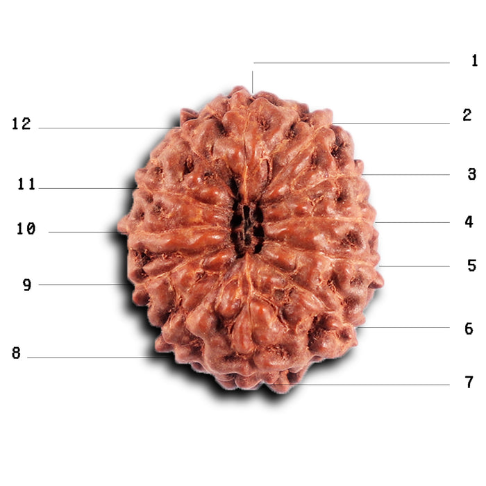 12 Mukhi Indonesian Rudraksha - Bead No.300