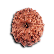 Load image into Gallery viewer, 12 Mukhi Indonesian Rudraksha - Bead No.300
