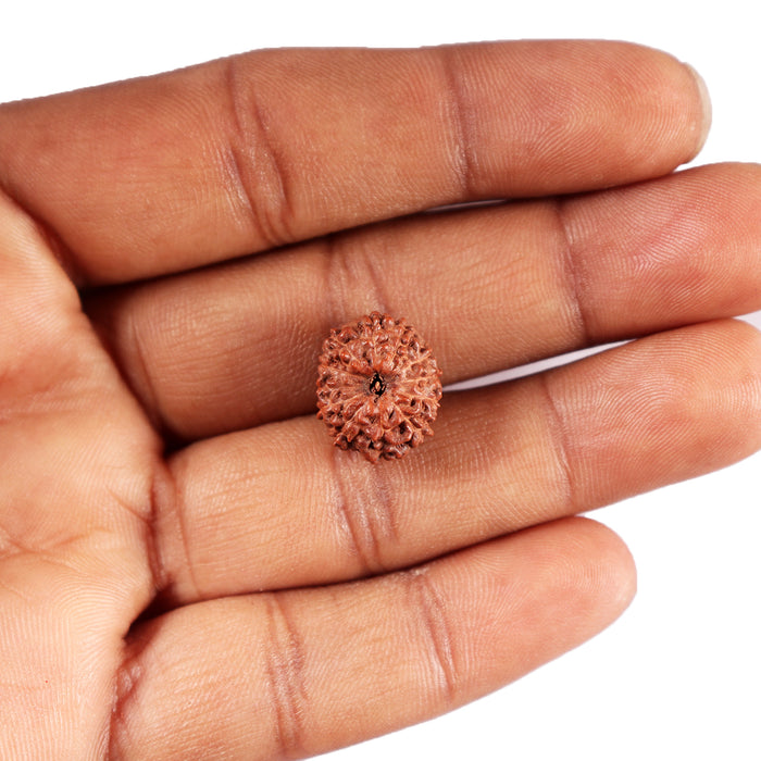 12 Mukhi Indonesian Rudraksha - Bead No.300