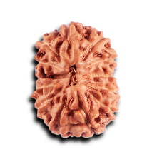 Load image into Gallery viewer, 12 Mukhi Indonesian Rudraksha - Bead No.301
