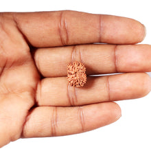 Load image into Gallery viewer, 12 Mukhi Indonesian Rudraksha - Bead No.301

