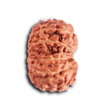 Load image into Gallery viewer, 12 Mukhi Indonesian Rudraksha - Bead No.301
