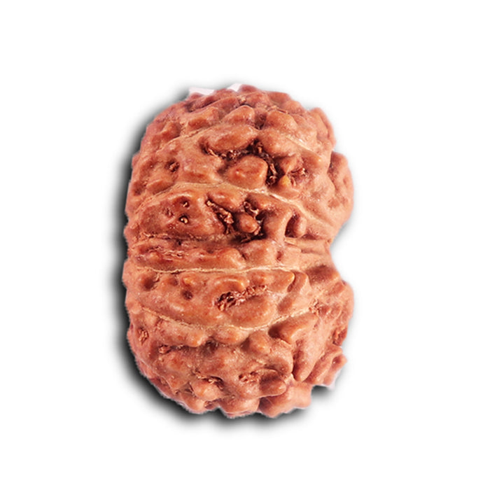 12 Mukhi Indonesian Rudraksha - Bead No.301