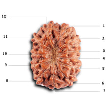 Load image into Gallery viewer, 12 Mukhi Indonesian Rudraksha - Bead No.302
