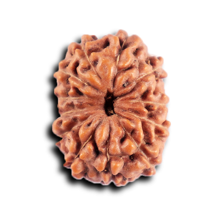 12 Mukhi Indonesian Rudraksha - Bead No.302