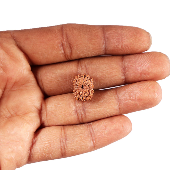 12 Mukhi Indonesian Rudraksha - Bead No.302