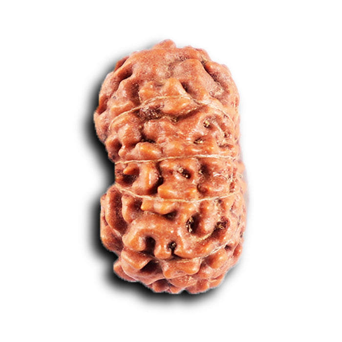 12 Mukhi Indonesian Rudraksha - Bead No.302