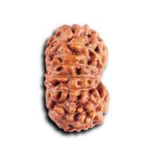 Load image into Gallery viewer, 12 Mukhi Indonesian Rudraksha - Bead No.302
