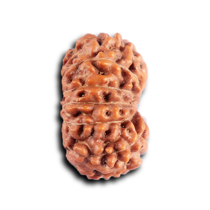 12 Mukhi Indonesian Rudraksha - Bead No.302