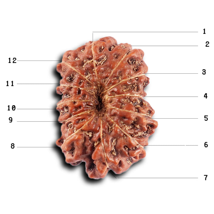 12 Mukhi Indonesian Rudraksha - Bead No.  303