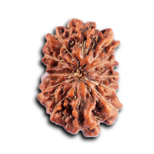 Load image into Gallery viewer, 12 Mukhi Indonesian Rudraksha - Bead No.  303
