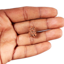 Load image into Gallery viewer, 12 Mukhi Indonesian Rudraksha - Bead No.  303
