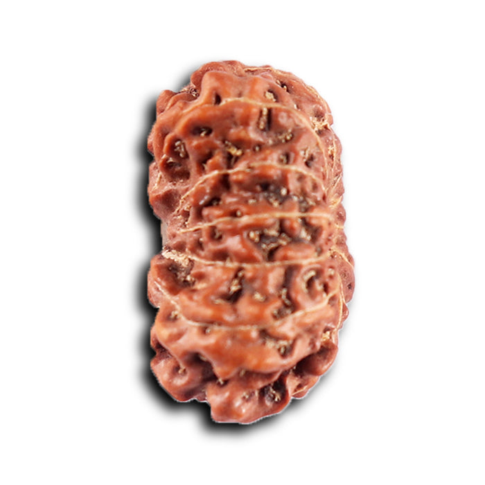 12 Mukhi Indonesian Rudraksha - Bead No.  303