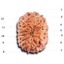 Load image into Gallery viewer, 12 Mukhi Indonesian Rudraksha - Bead No. 304
