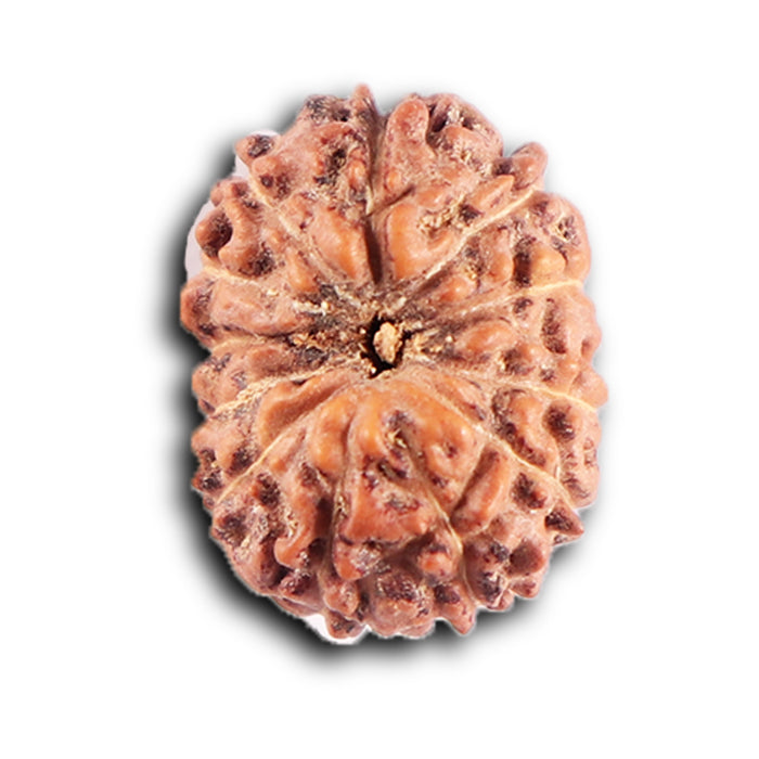 12 Mukhi Indonesian Rudraksha - Bead No. 304