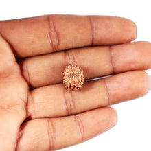 Load image into Gallery viewer, 12 Mukhi Indonesian Rudraksha - Bead No. 304
