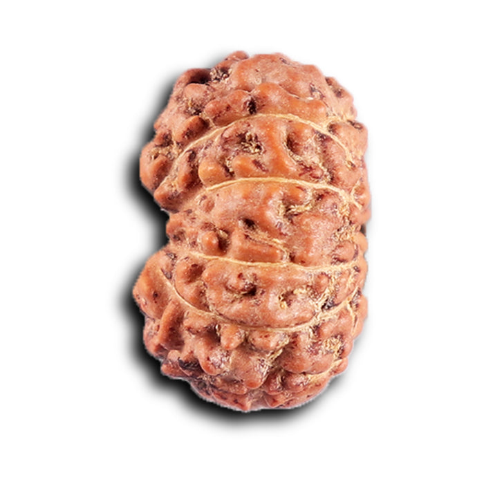 12 Mukhi Indonesian Rudraksha - Bead No. 304