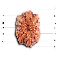Load image into Gallery viewer, 12 Mukhi Indonesian Rudraksha - Bead No. 305
