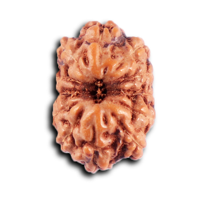 12 Mukhi Indonesian Rudraksha - Bead No. 305