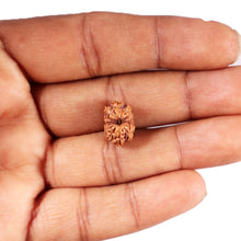 Load image into Gallery viewer, 12 Mukhi Indonesian Rudraksha - Bead No. 305
