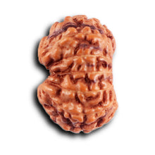 Load image into Gallery viewer, 12 Mukhi Indonesian Rudraksha - Bead No. 305

