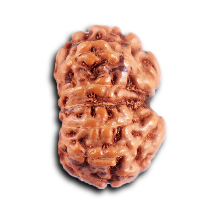 12 Mukhi Indonesian Rudraksha - Bead No. 305