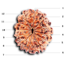 Load image into Gallery viewer, 12 Mukhi Indonesian Rudraksha - Bead No.  306
