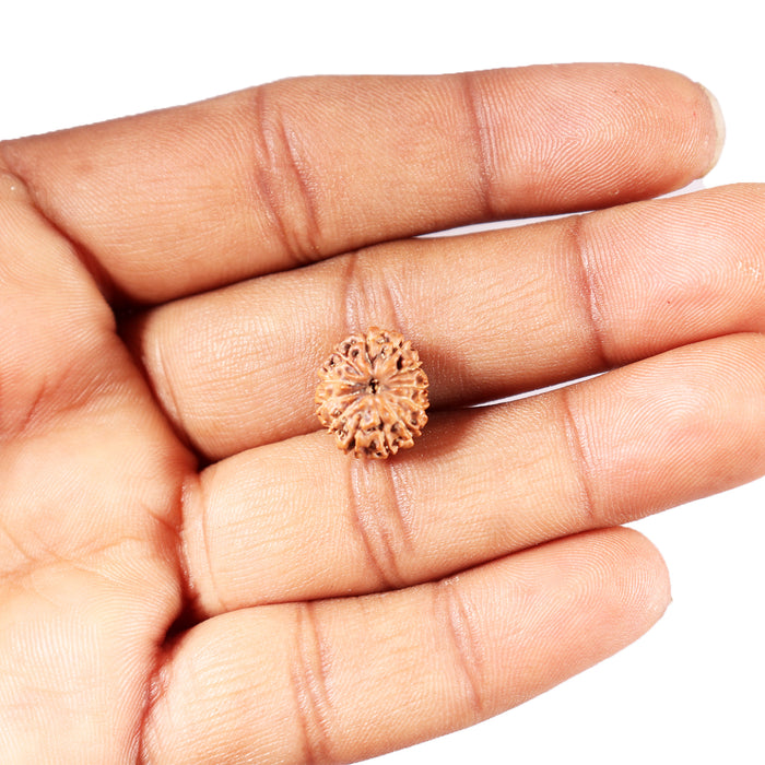 12 Mukhi Indonesian Rudraksha - Bead No.  306