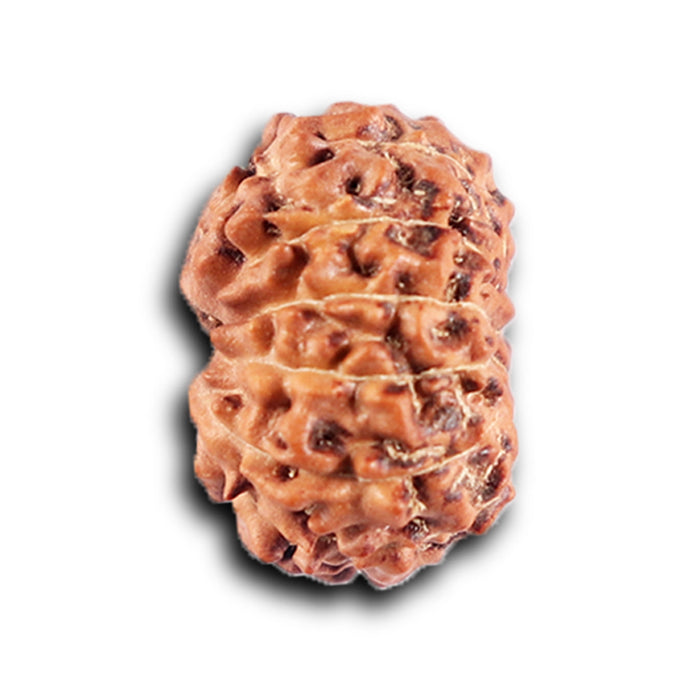 12 Mukhi Indonesian Rudraksha - Bead No.  306