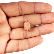 Load image into Gallery viewer, 12 Mukhi Indonesian Rudraksha - Bead No. 307
