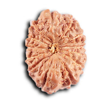 Load image into Gallery viewer, 12 Mukhi Indonesian Rudraksha - Bead No. 307
