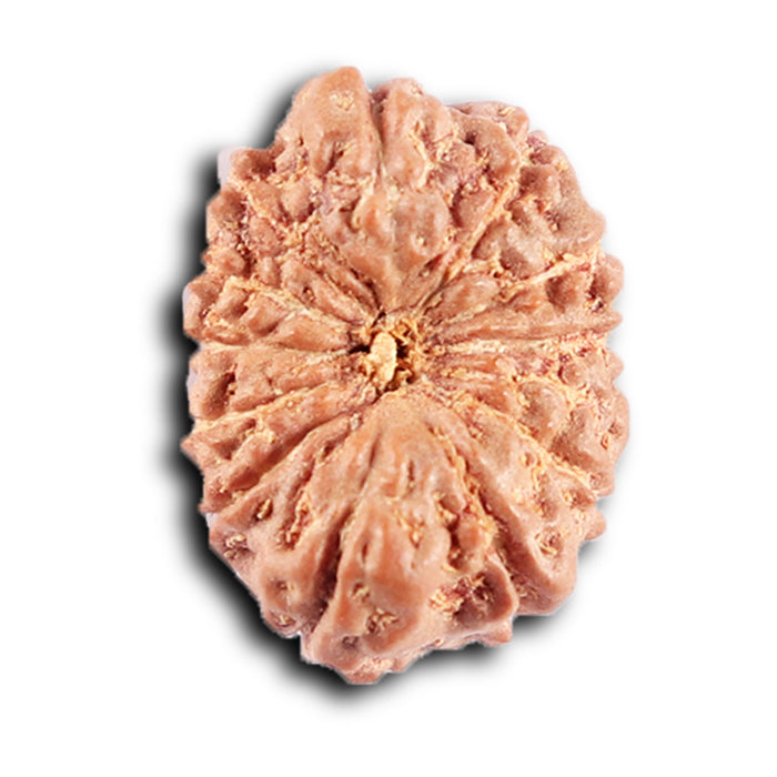 12 Mukhi Indonesian Rudraksha - Bead No. 307
