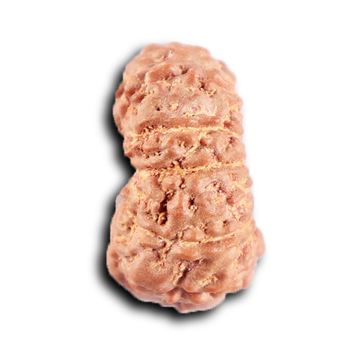 12 Mukhi Indonesian Rudraksha - Bead No. 307