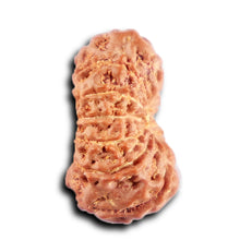 Load image into Gallery viewer, 12 Mukhi Indonesian Rudraksha - Bead No. 307
