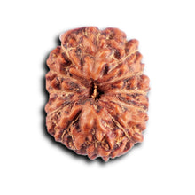 Load image into Gallery viewer, 12 Mukhi Indonesian Rudraksha - Bead No.  308
