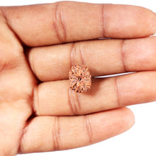 Load image into Gallery viewer, 12 Mukhi Indonesian Rudraksha - Bead No.  308
