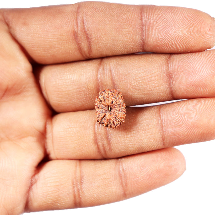 12 Mukhi Indonesian Rudraksha - Bead No.  308