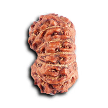 Load image into Gallery viewer, 12 Mukhi Indonesian Rudraksha - Bead No.  308
