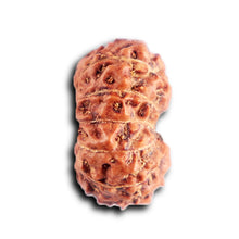 Load image into Gallery viewer, 12 Mukhi Indonesian Rudraksha - Bead No.  308
