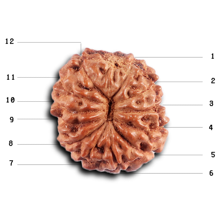 12 Mukhi Indonesian Rudraksha - Bead No.  309