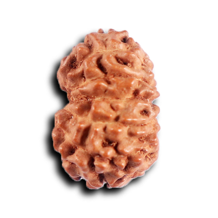 12 Mukhi Indonesian Rudraksha - Bead No.  309