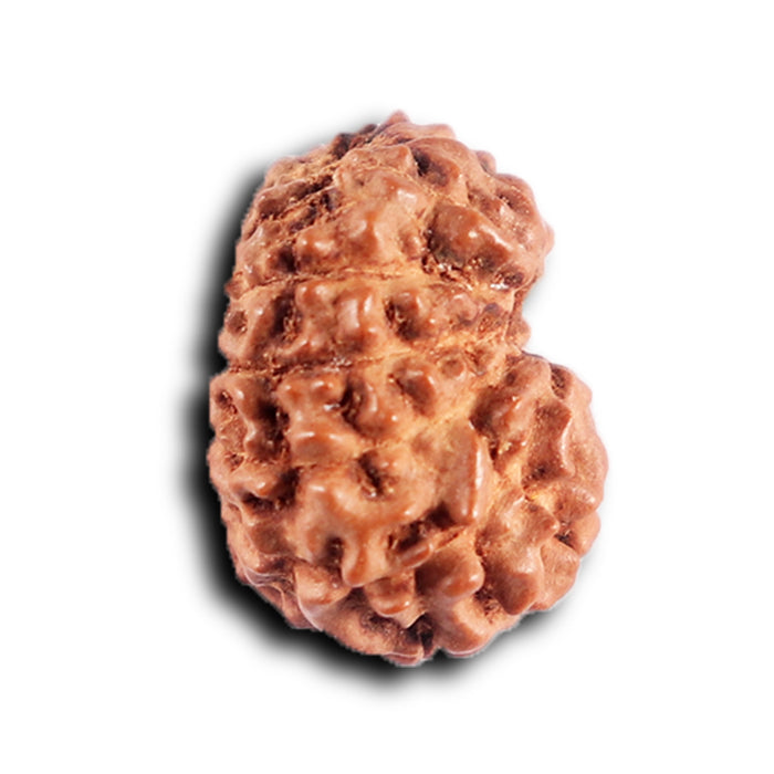 12 Mukhi Indonesian Rudraksha - Bead No.  309