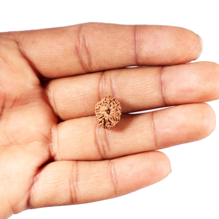 12 Mukhi Indonesian Rudraksha - Bead No.  310