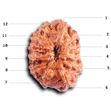 Load image into Gallery viewer, 12 Mukhi Indonesian Rudraksha - Bead No. 311
